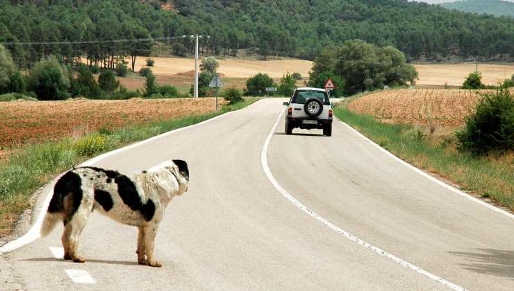 cane abbandonato