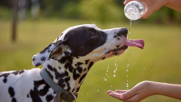 cane beve dalla bottiglia