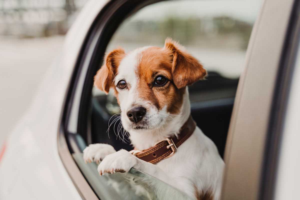 cane con mal d'auto