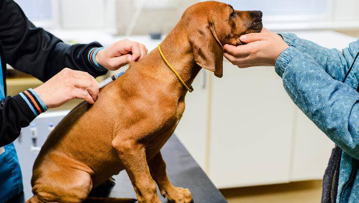 vaccino al cane