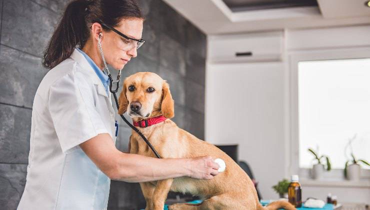 cane dal veterinario