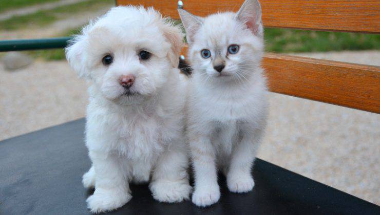 cosa pensano cane e gatto