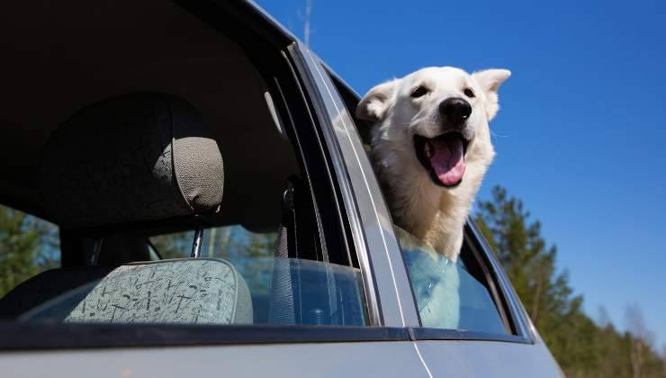 cane felice in auto