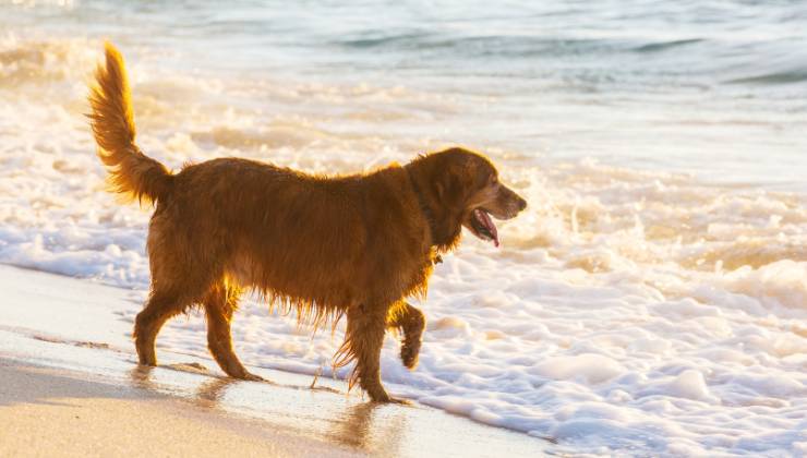 cane in spiaggia