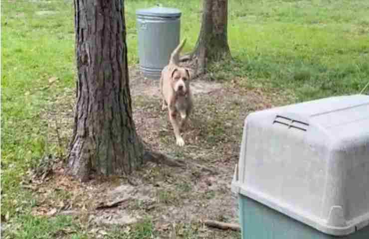 Una scoperta inaspettata: Coppia trova un cane legato a catena nella nuova casa appena acquistata