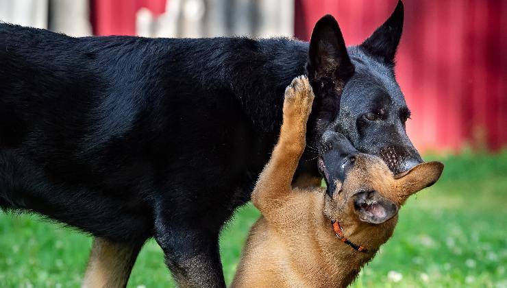 cane e cucciolo al parco