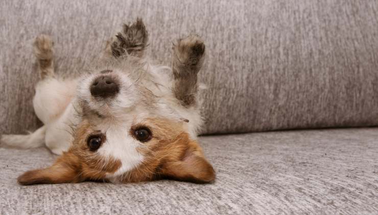 cane rovina il divano