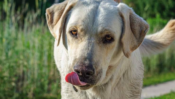 cane si lecca il muso