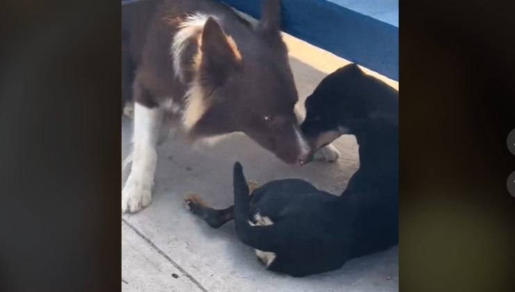 cane trova un amico