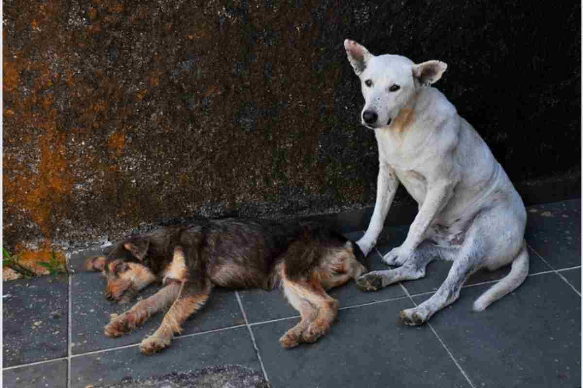 "Controllare la situazione non è fattibile" la legge amaramente criticata "pericolo per la salute degli altri animali"