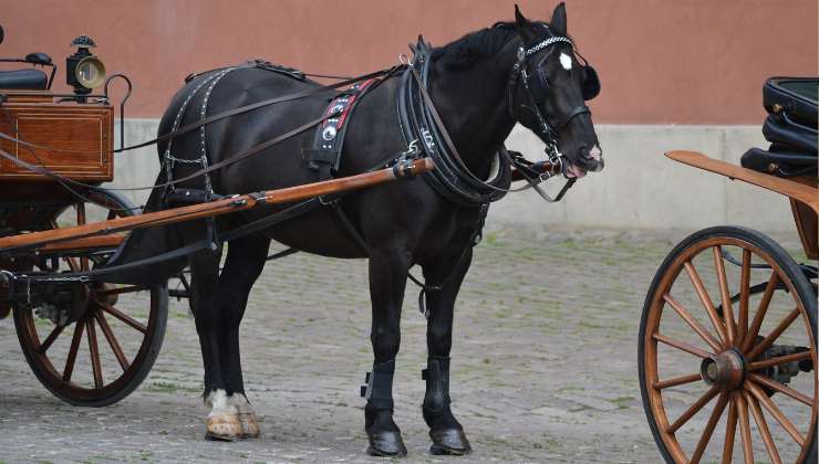 cavallo stanco