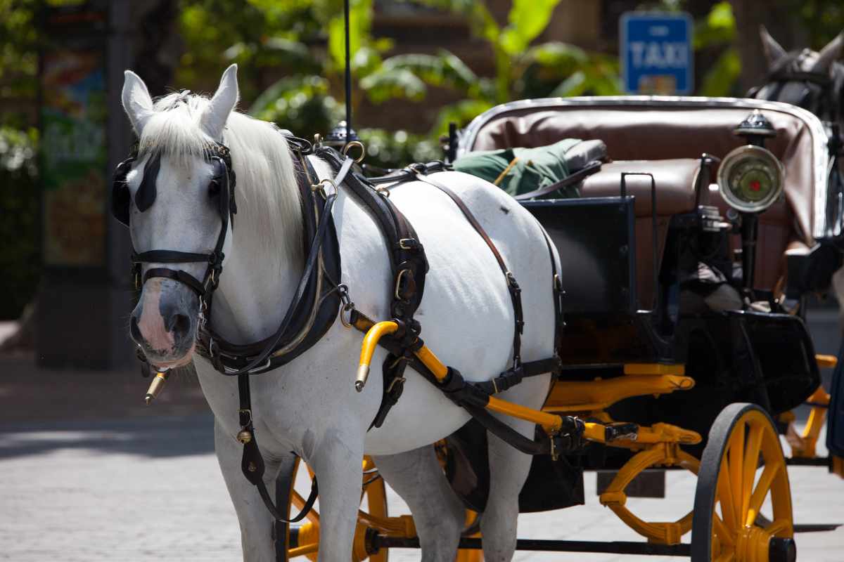 Lo scempio continua: cavallo esausto si getta al suolo per aver trascinato i turisti sotto il sole cocente in città