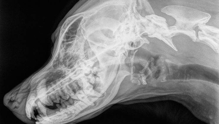 radiografia al cervello del cane