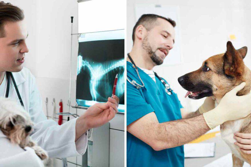 radiografia al cane