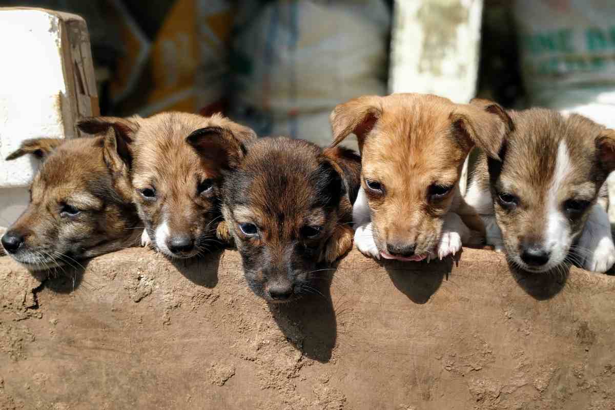 Emergenza scioccante, canili pieni di cuccioli, nessuno vuole adottarli