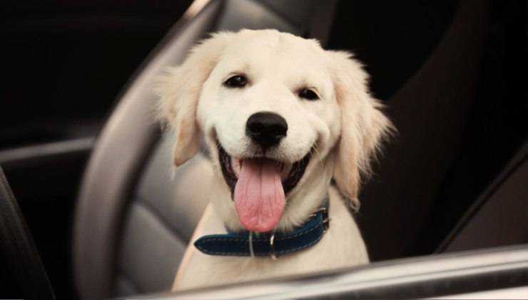 cucciolo felice in auto