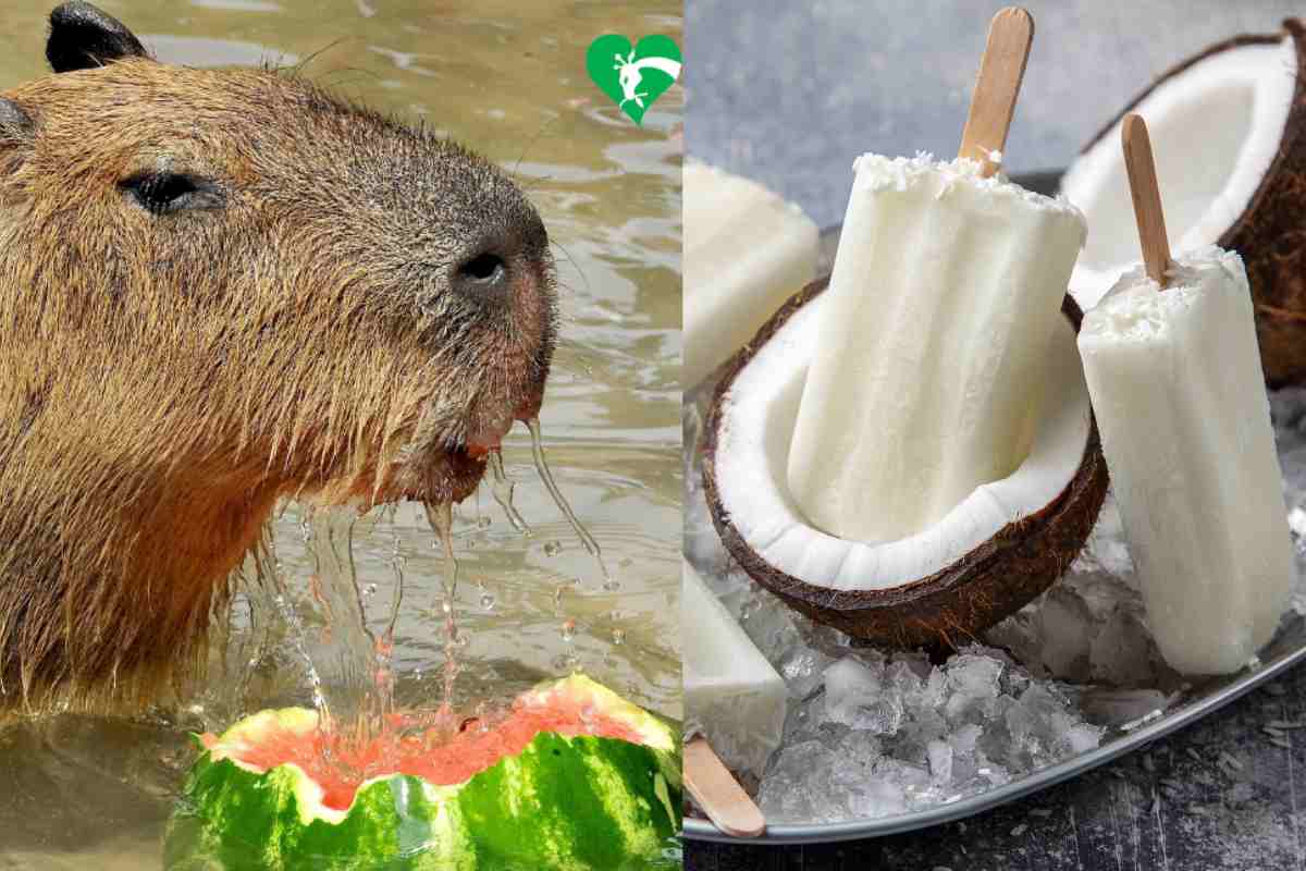 Caldo insopportabile? Arrivano i ghiaccioli alla frutta per tutti gli animali del bioparco