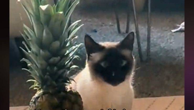 gatto con ananas