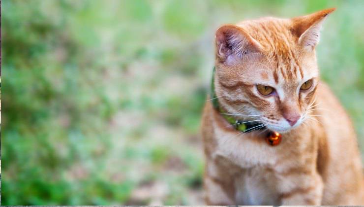 gatto in giardino