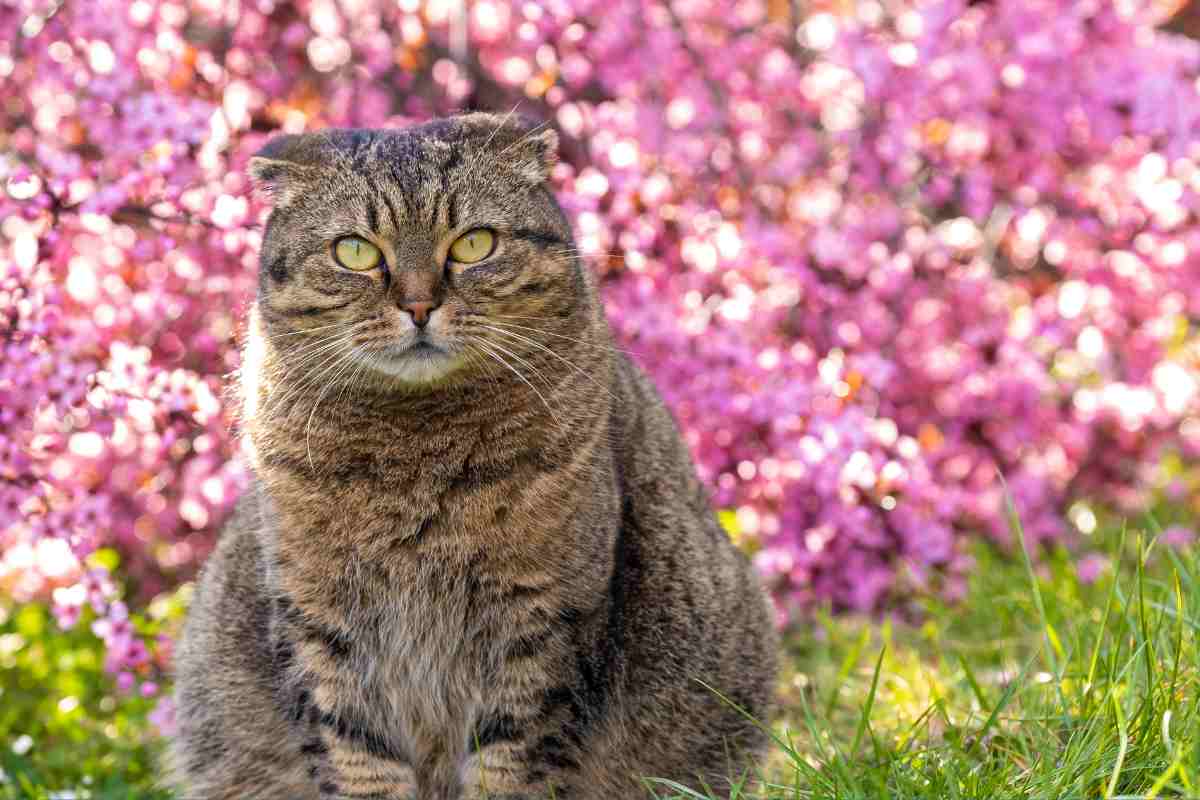 Il mio gatto adora stare in giardino ma ho paura che scappi, come faccio a non farlo fuggire?