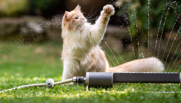 gatto in giardino