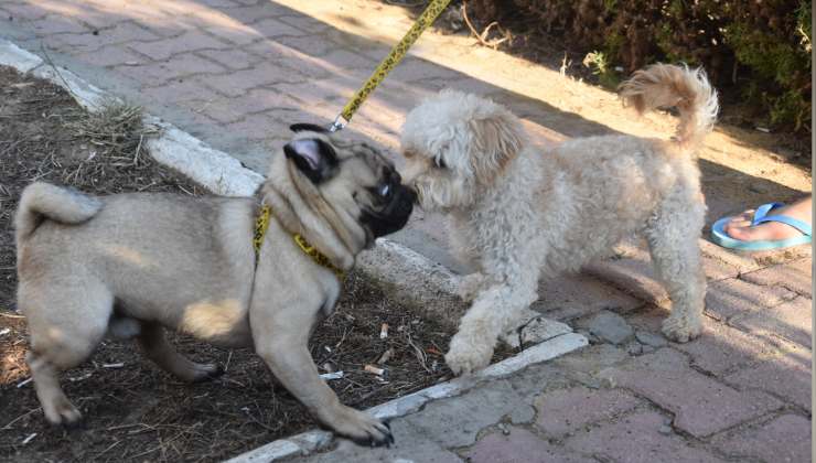 Cani litigano al parco