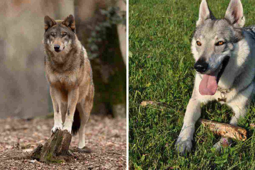 lupo e cane a confronto