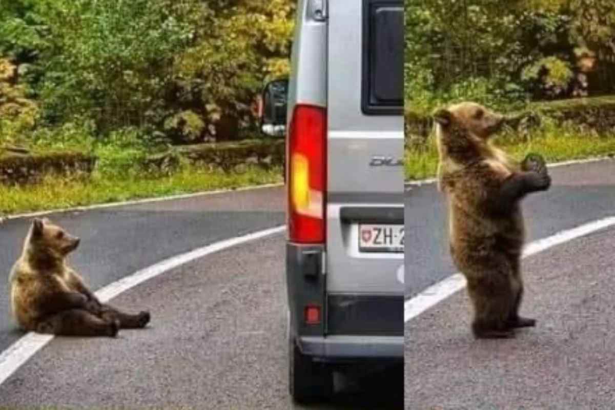 Un dono strepitoso che ha reso migliore la sua giornata: foto bellissime