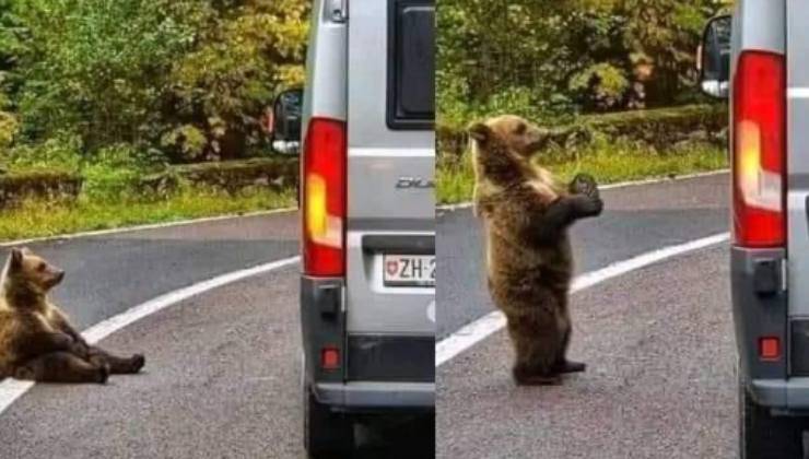 orso riceve dono dal camion