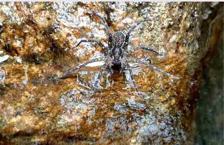 Super eroi in natura i loro poteri vi lasceranno senza fiato: i ragni più strani mai visti