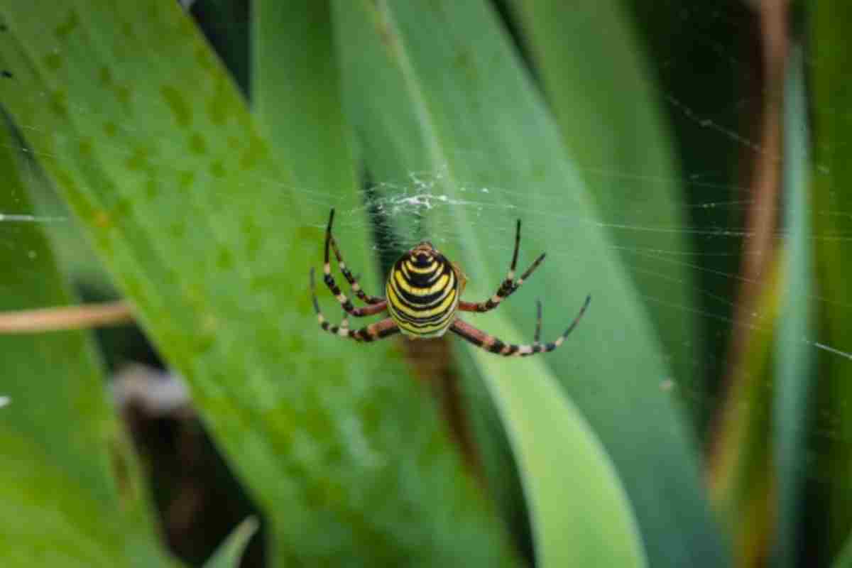 Super eroi in natura i loro poteri vi lasceranno senza fiato: i ragni più strani mai visti