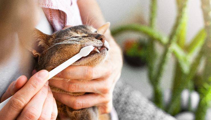 spazzolino per pulizia denti gatto