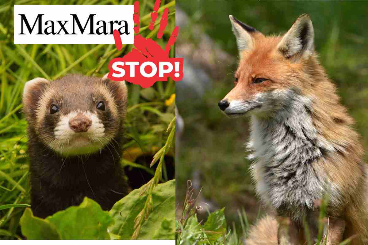 Il mondo della moda si ribella: anche Max Mara dice stop alla crudeltà sugli animali e diventa fur free