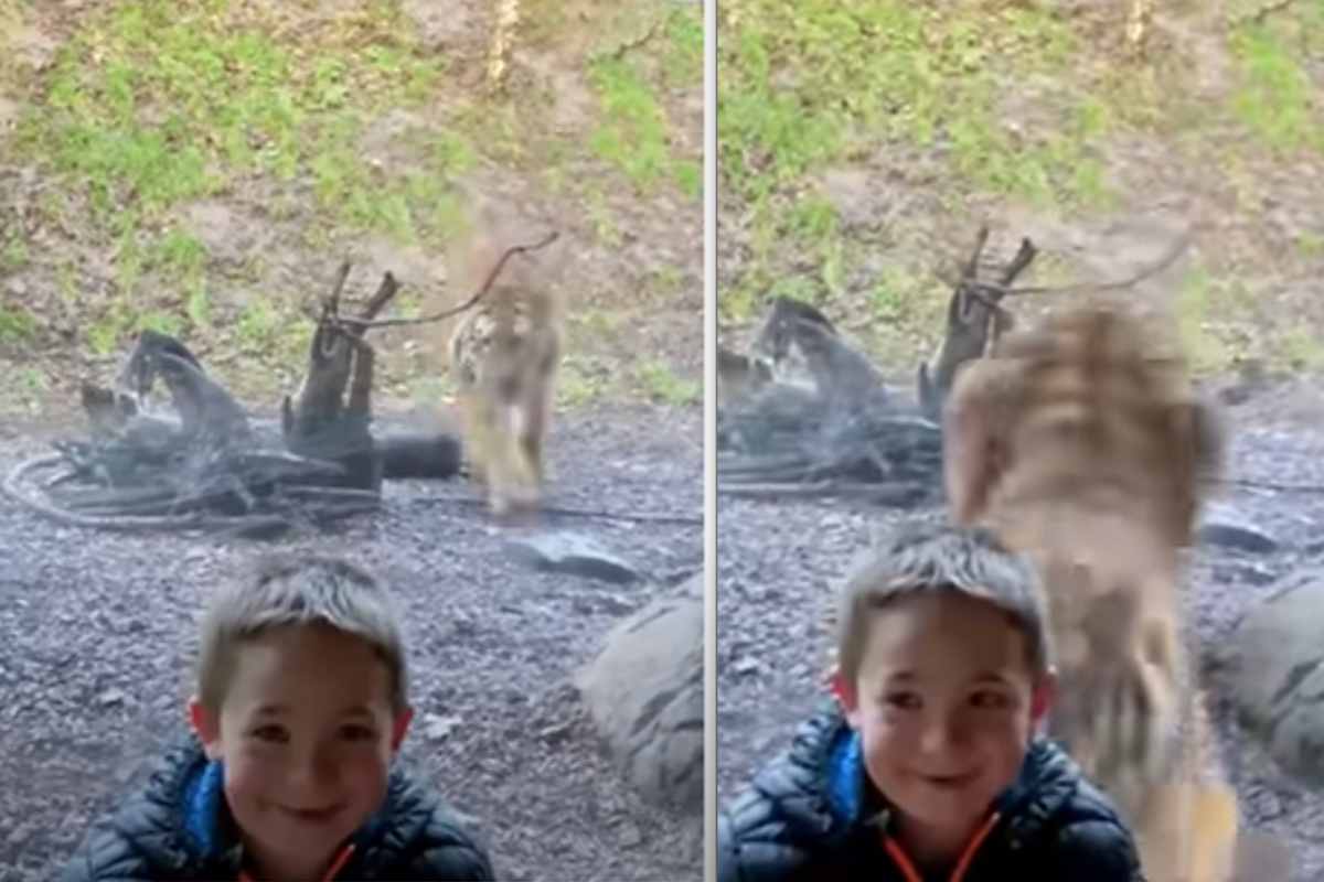 Attimi di terrore e la tigre lo attacca: "Se non ci fosse stato, non so cosa sarebbe successo"