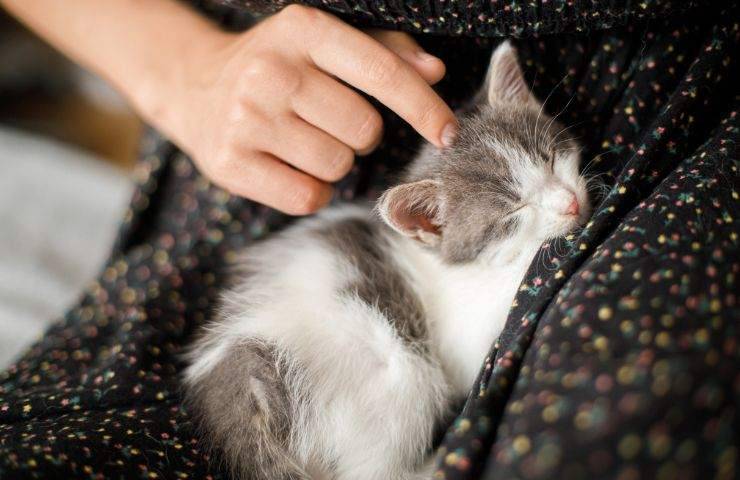 Toccare la testa al gatto dormiente