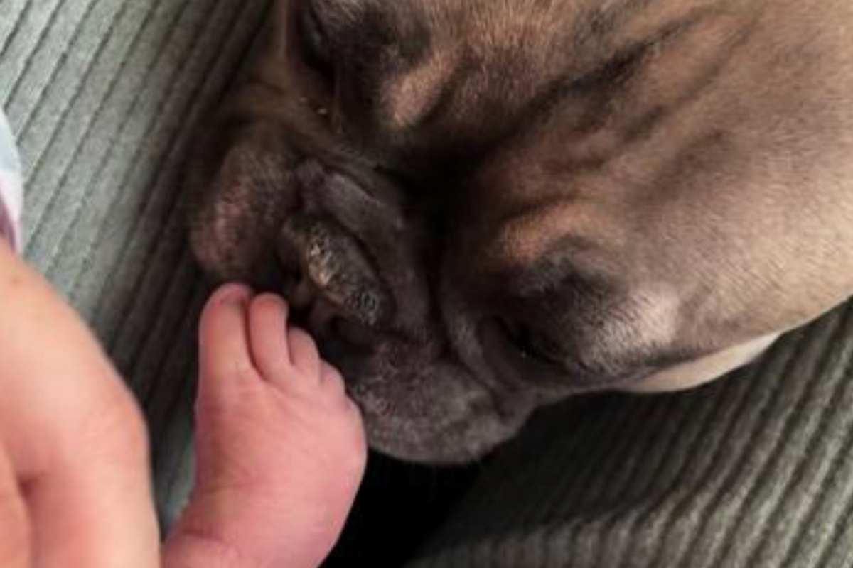 Bulldog francese annusa il piede del neonato