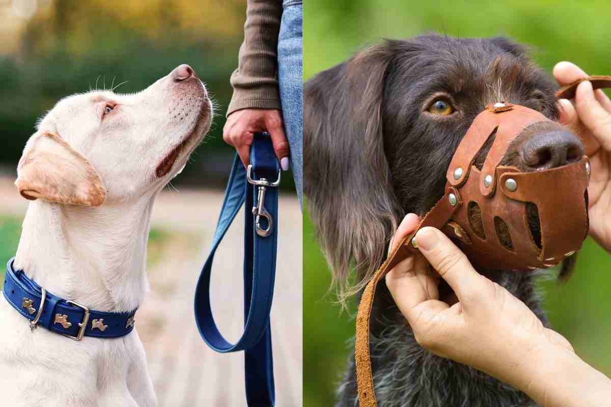 Cane al guinzaglio e cane con museruola