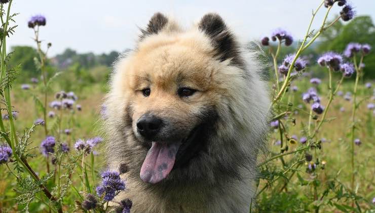 Cane dal pelo bianco durante una passeggiata tra fiori lilla