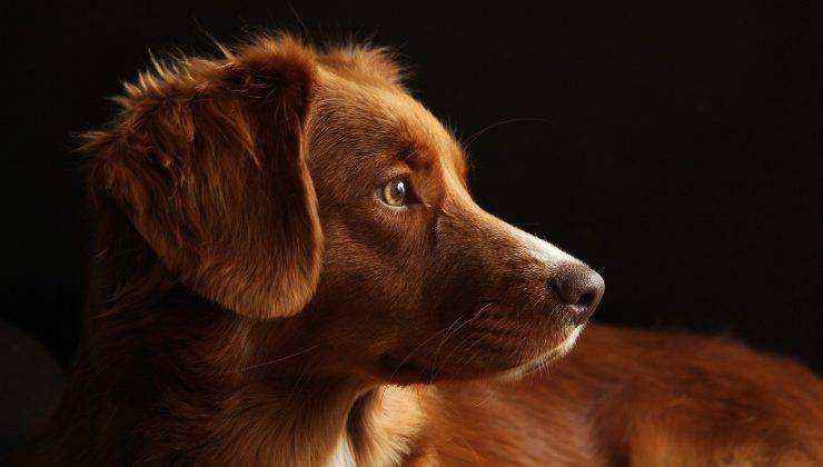 Cane randagio di profilo al buio 