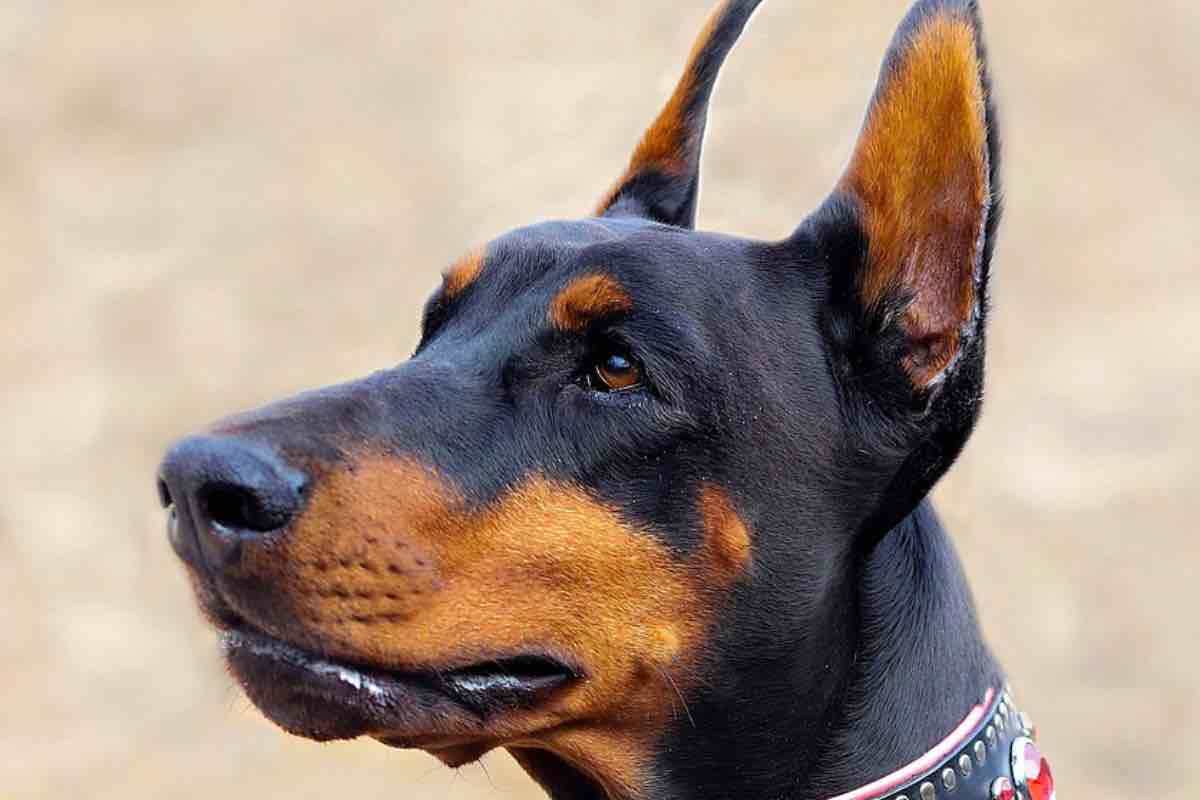 Dobermann turbato dal collare a strozzo