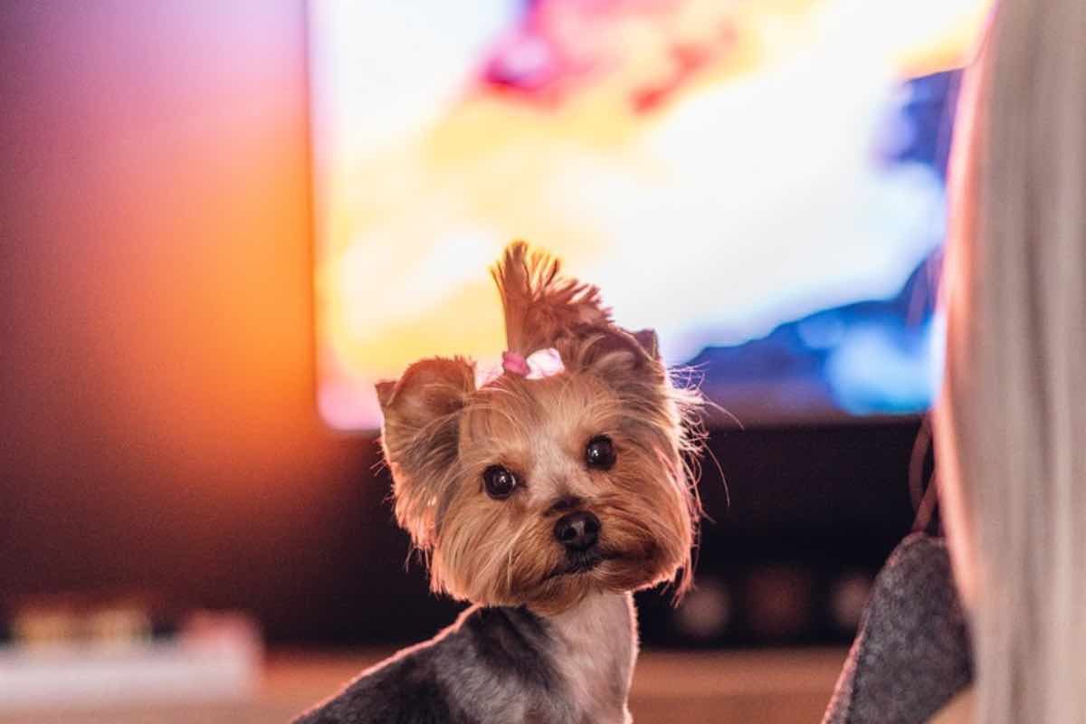 Yorkshire Terrier con le spalle alla TV accesa