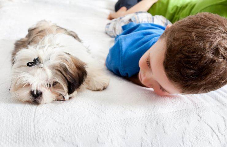 Cane e bambino non si guardano negli occhi