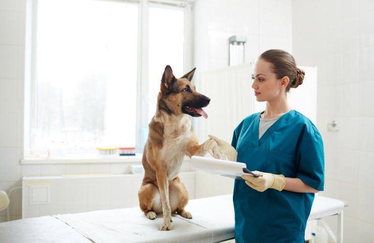 Cane dal veterinario