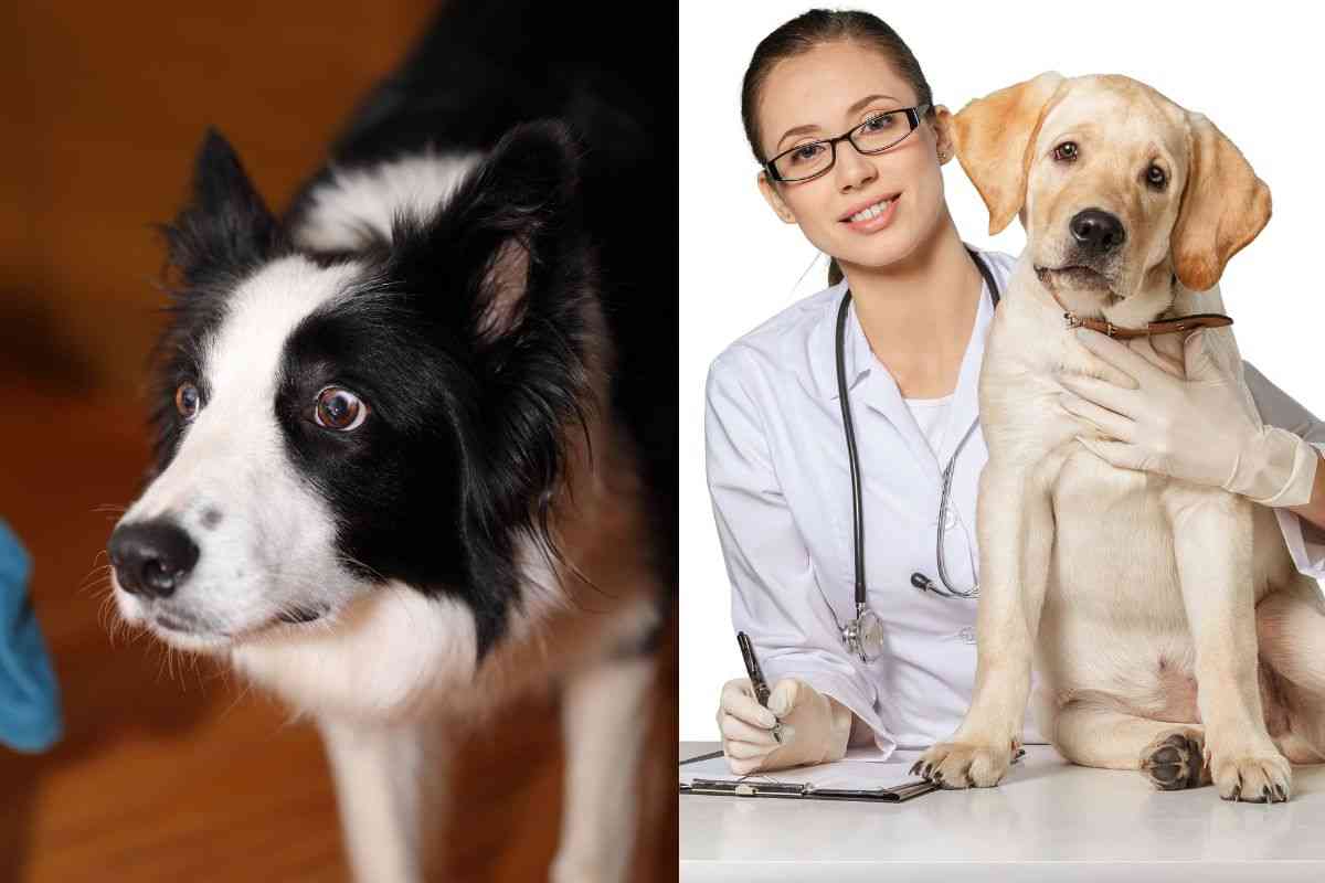 Cane ha paura della visita dal veterinario 