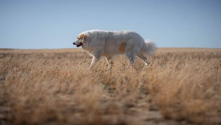 Cane cammina affannosamente in un campo con le alte temperature 