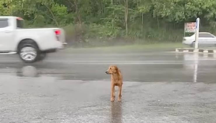 Cane beige in attesa sull’asfalto 