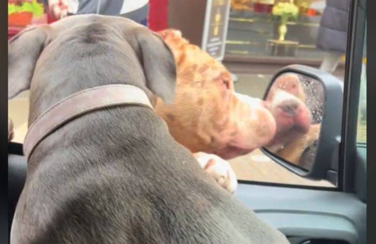 Cane e Pitbull nel traffico