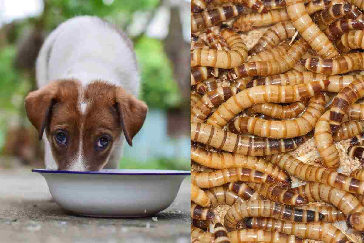 Cane mangia dalla ciotola e insetti