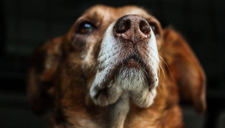 Muso di un cane randagio nella notte 