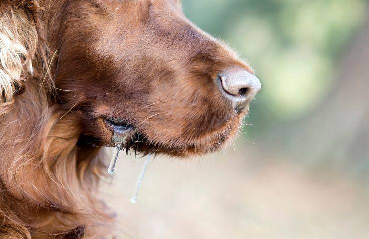 Ipersalivazione cane